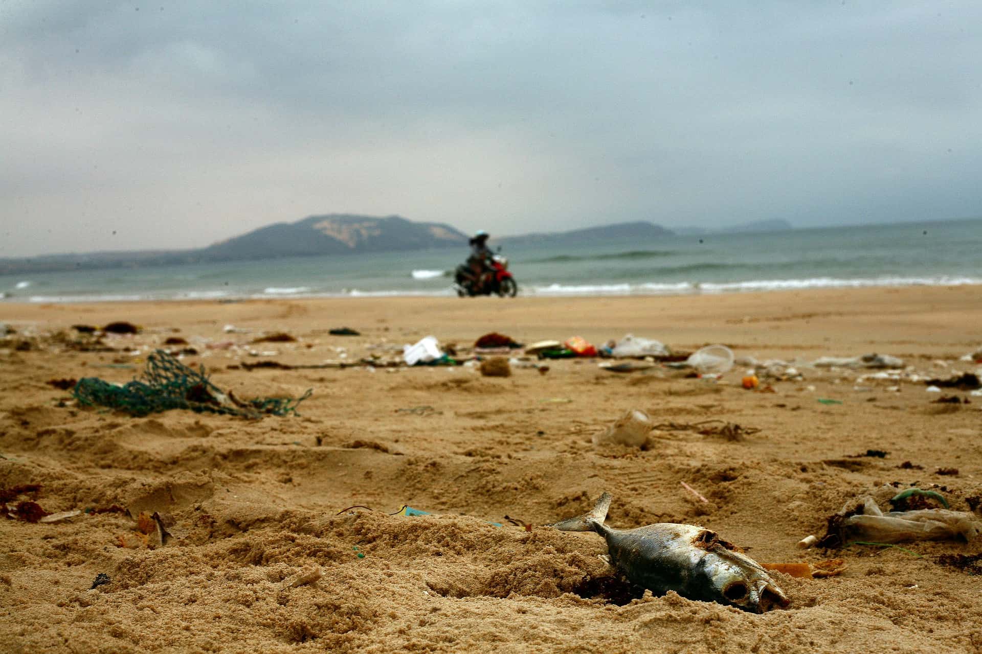 Trash and dead fish litter the beach, showing the deterioration of the environment that accompanies the deterioration of the culture when integral ecology has not been practiced