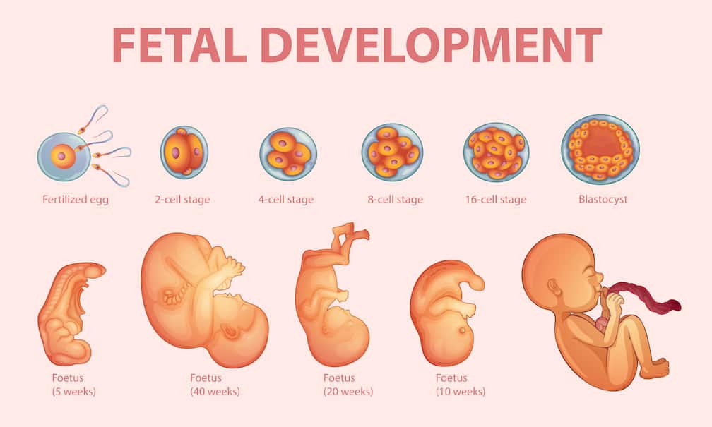 Abortion is refuted by modern science that show the stages of life from conception until birth. Graphic created by 