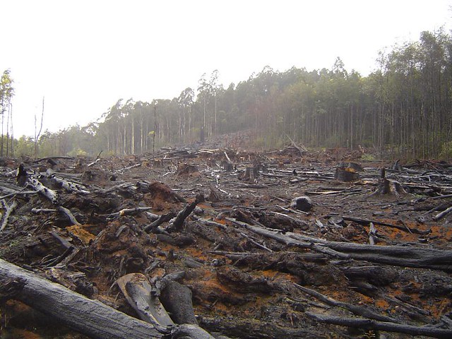 A picture of deforestation which contributes to climate change and our common home